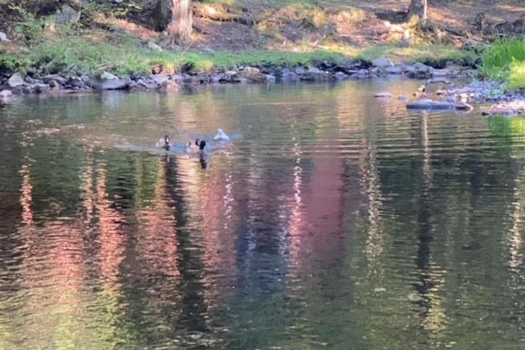 Peaceful Gateway To Island Creek Cottage イースト・ストラウズバーグ エクステリア 写真